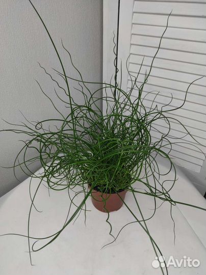 Юнкус или Ситник