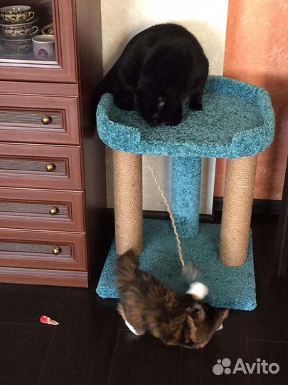 Когтеточка, домик кошке, котенка, лежанка