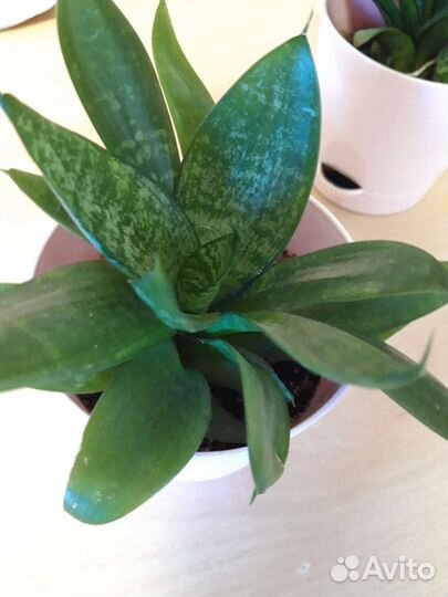 Сансевиерия