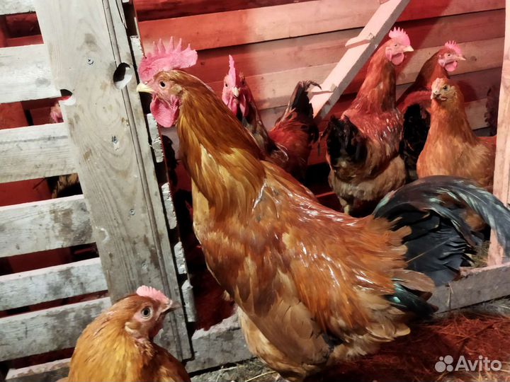 Молодые петухи