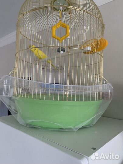Попугай с клеткой