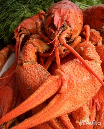 Раки Живые и Вареные Доставка