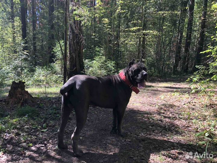 Кане Корсо вязка