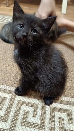 Котеночек