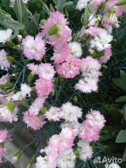 Садовые растения