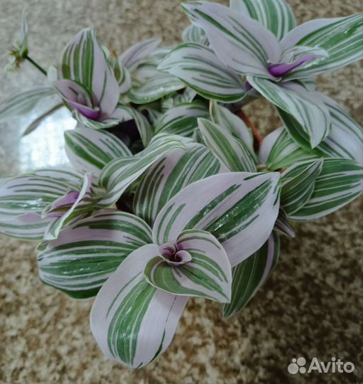 Традесканции сортовые