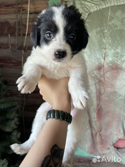 Щенки метисы