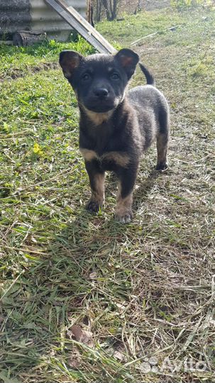 Нежная Кнопочка ищет дом