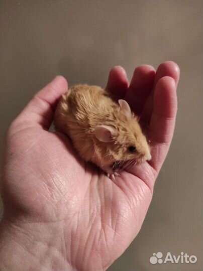 Декоративные мыши