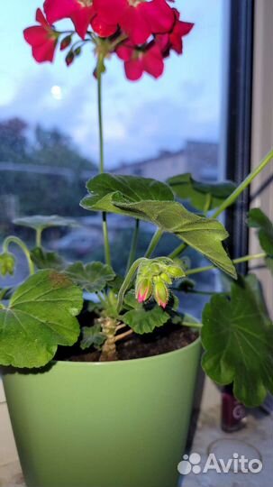 Пеларгония герань