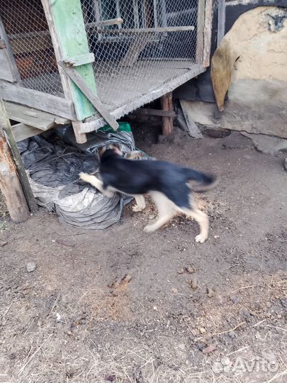 Щенки немецкой овчарки