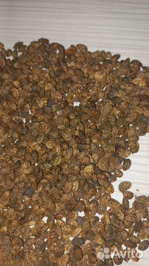 Семена суданки,люцерны,эспарцета.доставка бесплатн