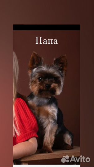 Йоркширский терьер