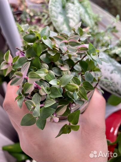 Каллизия бьянка