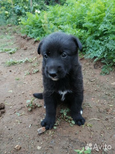 Щенки бесплатно