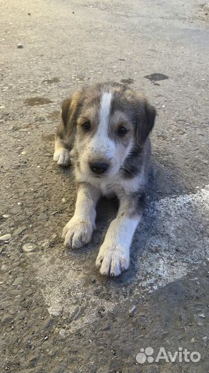 Собака в добрые руки щенок мальчик