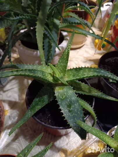 Алоэ осистое