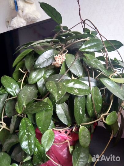 Хойя взрослая обмен