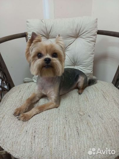 Груминг собак и кошек