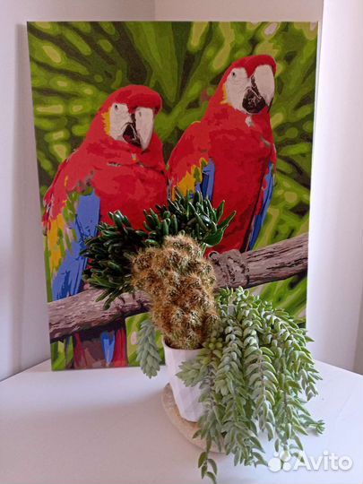 Очиток моргана