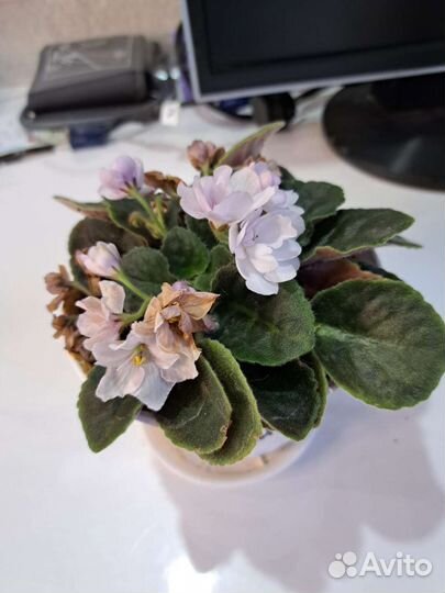 Сортовые фиалки