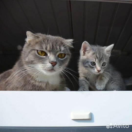 Серенькая озорная котенок девочка 2 мес ручная