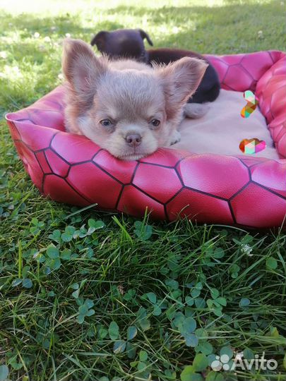 Чихуахуа лиловый малыш