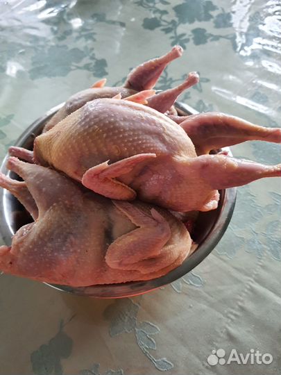 Перепела домашние