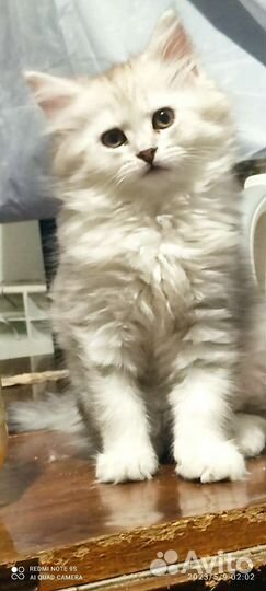 Разные окрасы