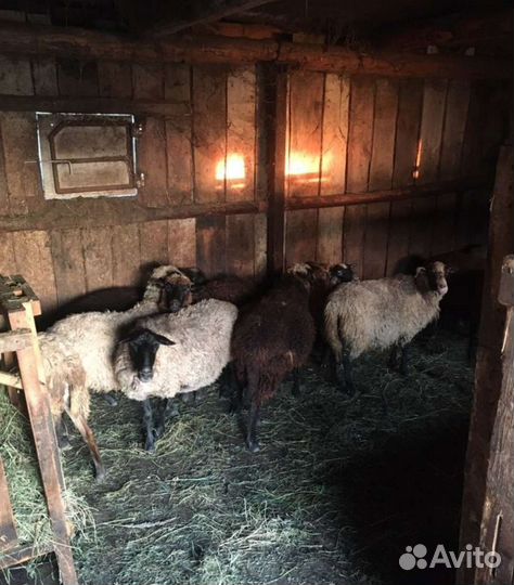 Овцы с ягнятами