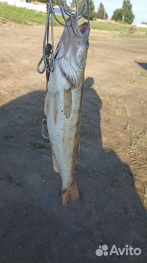 Услуги егеря рыбалка и охота