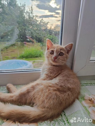 Кошка в дар