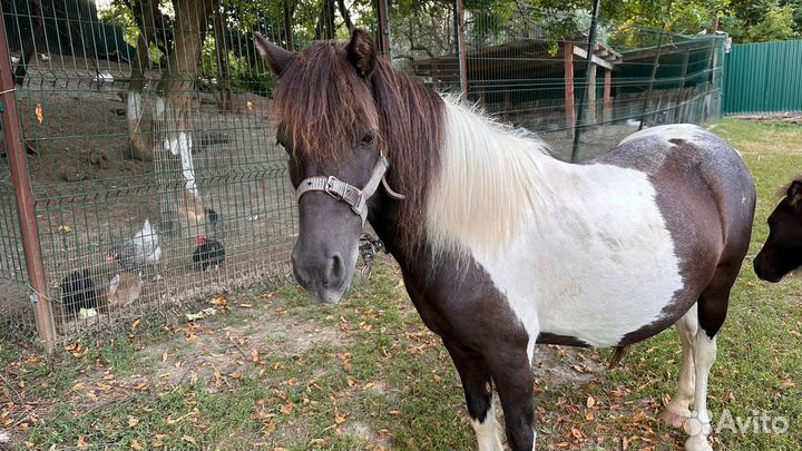 Продажа пони