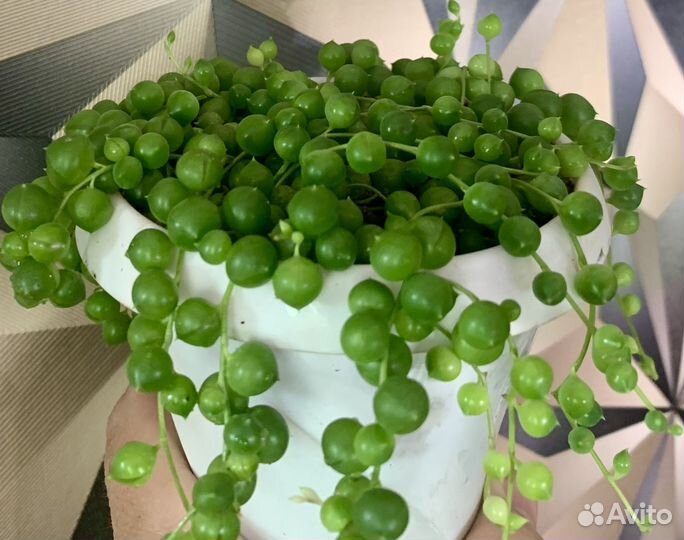 Крестовник роули