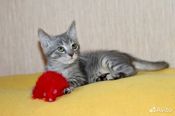 Маленькие игривые котята