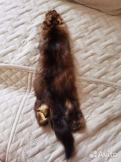 Шкурка соболя