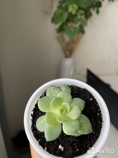 Суккуленты