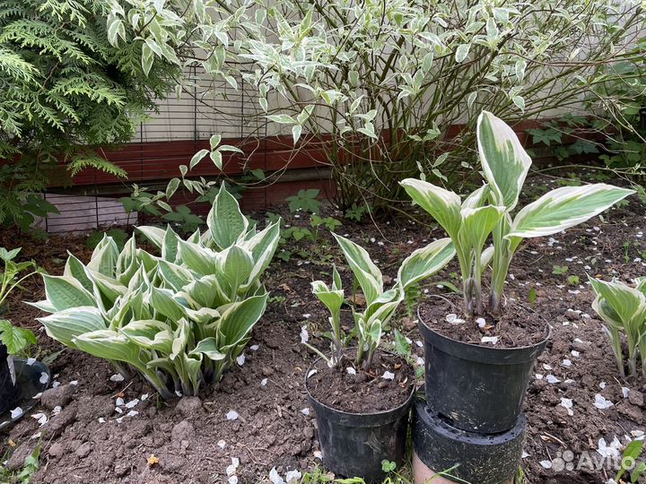 Хоста сортовая