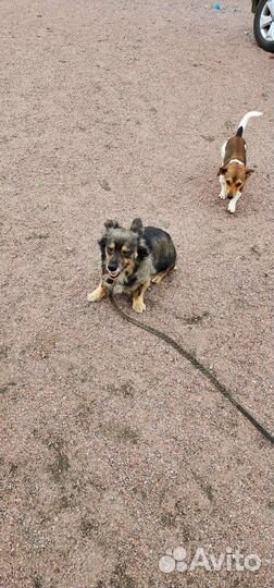 Небольшая спокойная собака в добрые руки