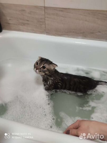 Вязка Шотландский кот