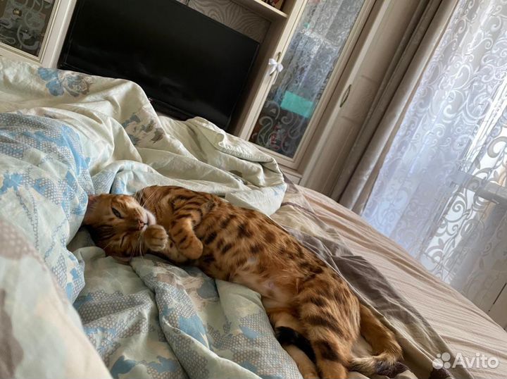 Кошка ищет кота