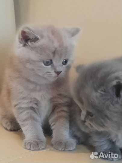 Шотландские котята