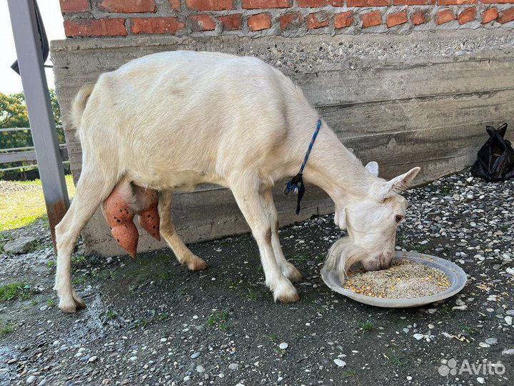 Зааненская коза