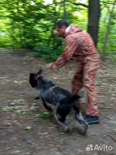 Натаска собак