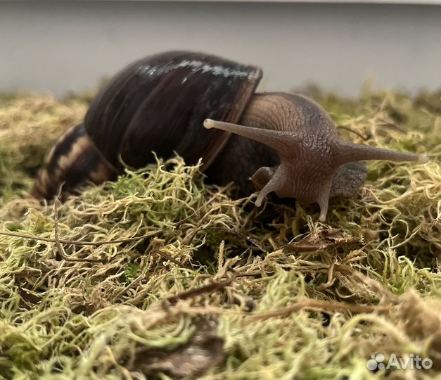 Мох сфагнум живой не стабилизированный