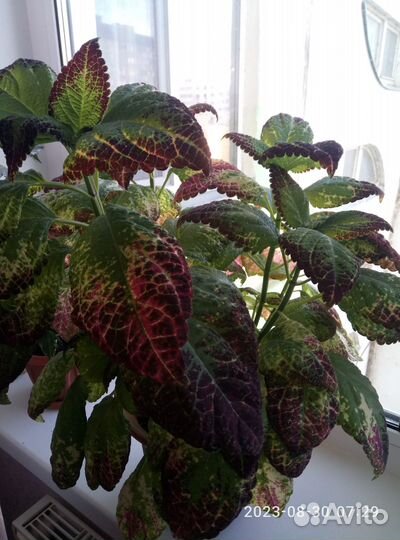 Колеус Аватар