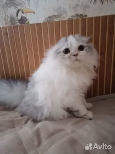 Шотландцы на удачу из питомника