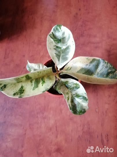 Фикус шривериана