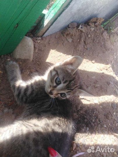 Кошки в добрые руки бесплатно