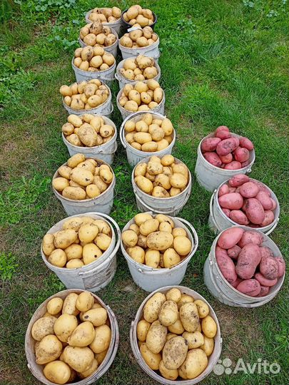 Картофель Сарпо Аксона, Сарпо Уна, Сарпо Книфли